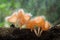 Fungi cup on decay wood with rain, in rainforest