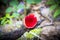 Fungi cup red mushroom cup mushroom or champagne mushrooms thailand