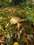 Fungi forest floor nature woodland scene mushroom