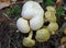 Fungi on fungi, Earth ball with it`s parasite fungus fruiting alongside.