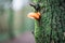 Fungi  and green moss  on tree