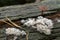 Fungi growing on decaying wood