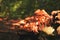 Fungi growing on rotten wood.