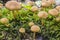 Fungi growing on rotting wood through a carpet of moss