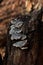 Fungi growing on stump