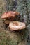 Fungi growing on a tree trunk