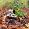 Fungi and Holly on the forest floor