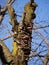 Fungi,Inonotus mikadoi, acervate on cherry blossom tree