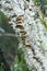 Fungi and lichens on the trunk of a humid forest tree