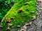 Fungi and Moss Growing on Old Tree