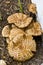 Fungi in Mulch