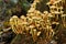 Fungi or Mushrooms growing from a decaying tree stump in woodland in the UK.