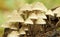 Fungi Mycena Abramsii