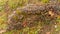 Fungi named Trametes, growing in colony on wood