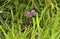 Fungi in Old Meadow of West Central Scotland