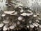 Fungi parasites Phellinus igniarius growing on trees in forest