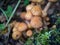 Fungi Pholiota squarrosa in the forest