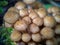 Fungi Pholiota squarrosa in the forest