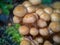 Fungi Pholiota squarrosa in the forest