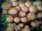 Fungi Pholiota squarrosa in the forest