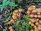 Fungi Pholiota squarrosa in the forest