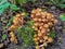 Fungi Pholiota squarrosa in the forest