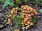 Fungi Pholiota squarrosa in the forest