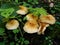 Fungi Pholiota squarrosa on tree in the green forest. Mushrooms on a log. Pholiota Squarrosoides.