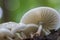 Fungi Porselain growing on dead wood in the forest