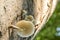 Fungi Porselain growing on dead wood in the forest