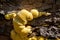 Fungi portrait chicken of the woods