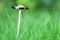 Fungi portrait ink cap