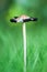 Fungi portrait ink cap