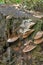 Fungi on a rotten tree trunk from close