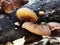 Fungi on rotting wood