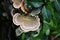 Fungi on Ruth Park Trail 2020 I