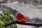 fungi - Sarcoscypha coccinea