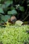 Fungi in Savernake Forest Wiltshire England - United Kingdom