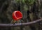 Fungi - Scarlet elf cup