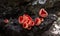 Fungi - Scarlet elf cup