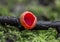 Fungi - Scarlet elf cup