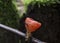 Fungi - Scarlet elf cup