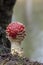 Fungi on southampton common