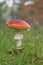 Fungi on southampton common
