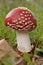 Fungi on southampton common