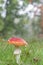 Fungi on southampton common