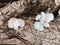 Fungi sprout from dead moringa trees