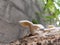 Fungi sprout from dead moringa trees