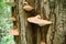 Fungi on Tree