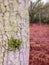 Fungi Tree